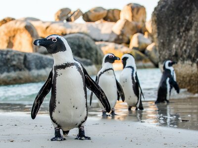 African penguin on the sandy beach. Boulders colony. Cape Town. South Africa